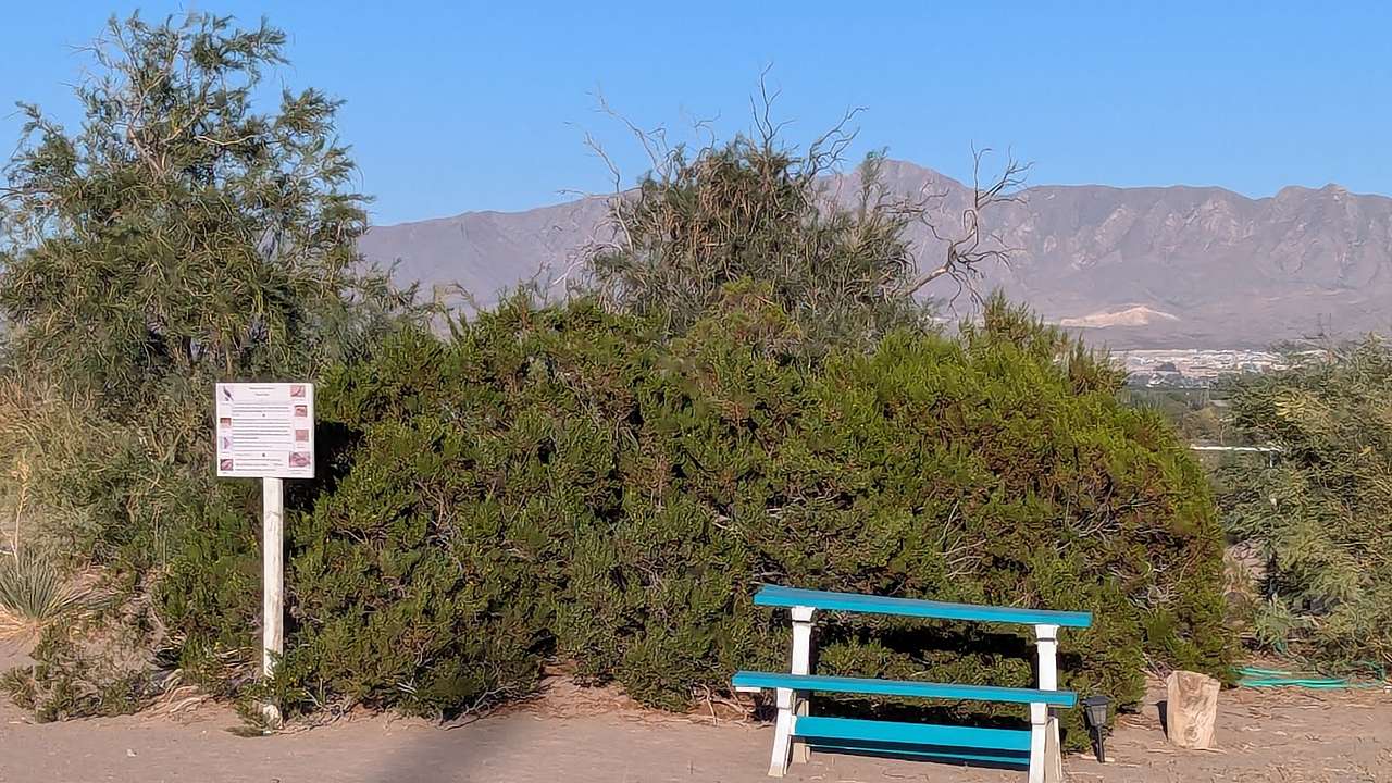 Spur-C Desert Oasis #1