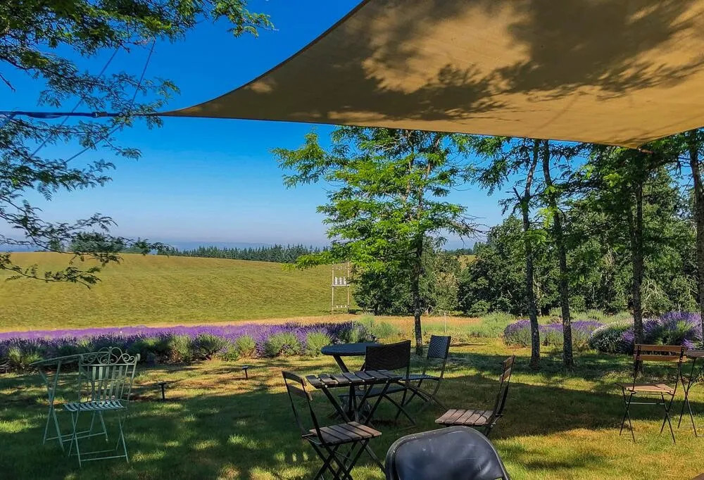 Buena Vista Lavender Farm