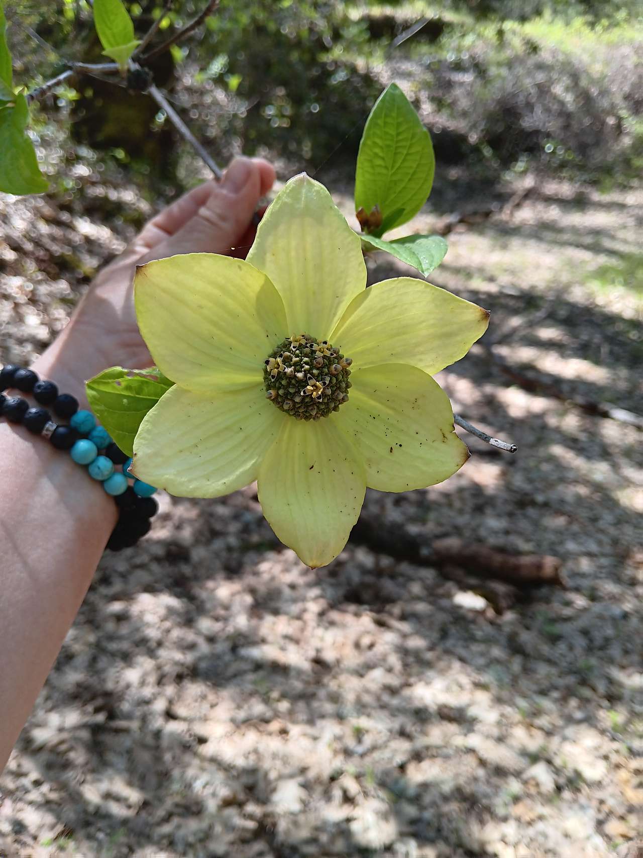 Dogwood