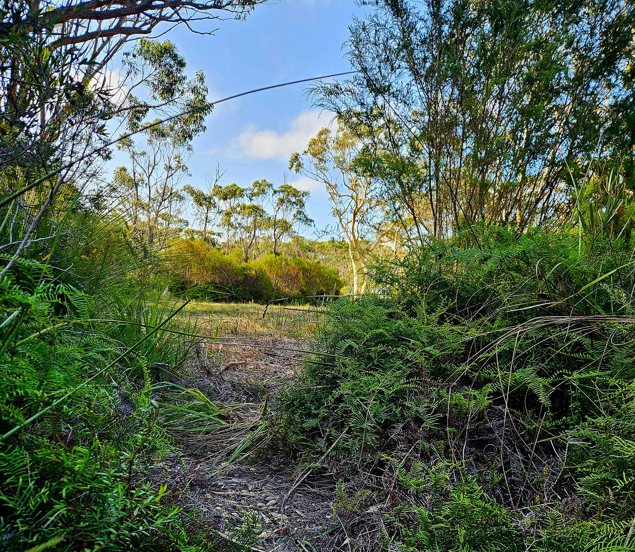 Maddens Plains