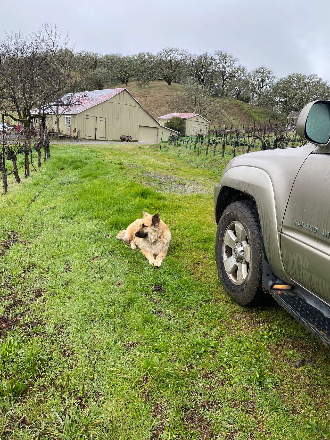 Vineyard Camping with Dome Access