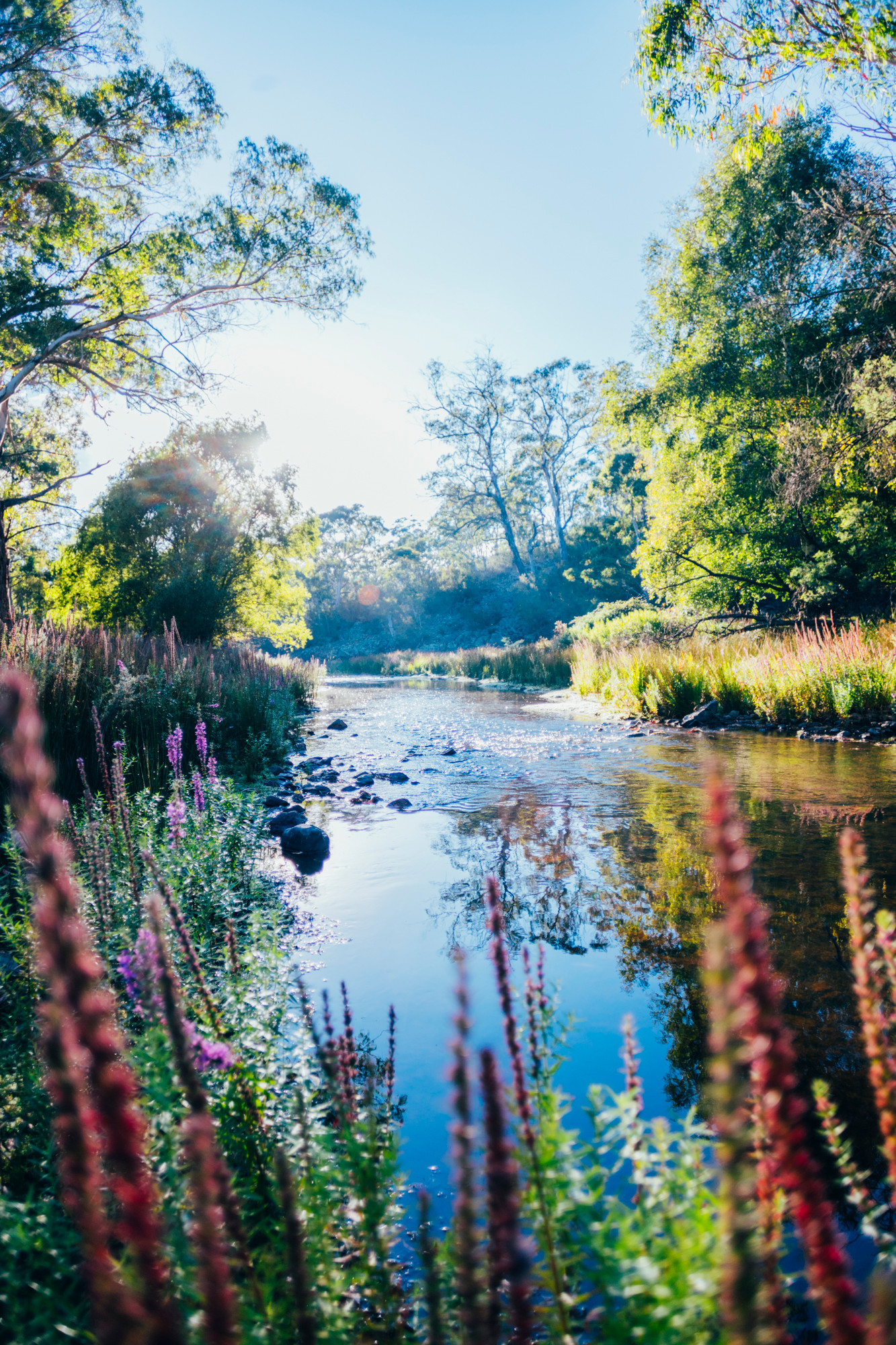 morning on the river