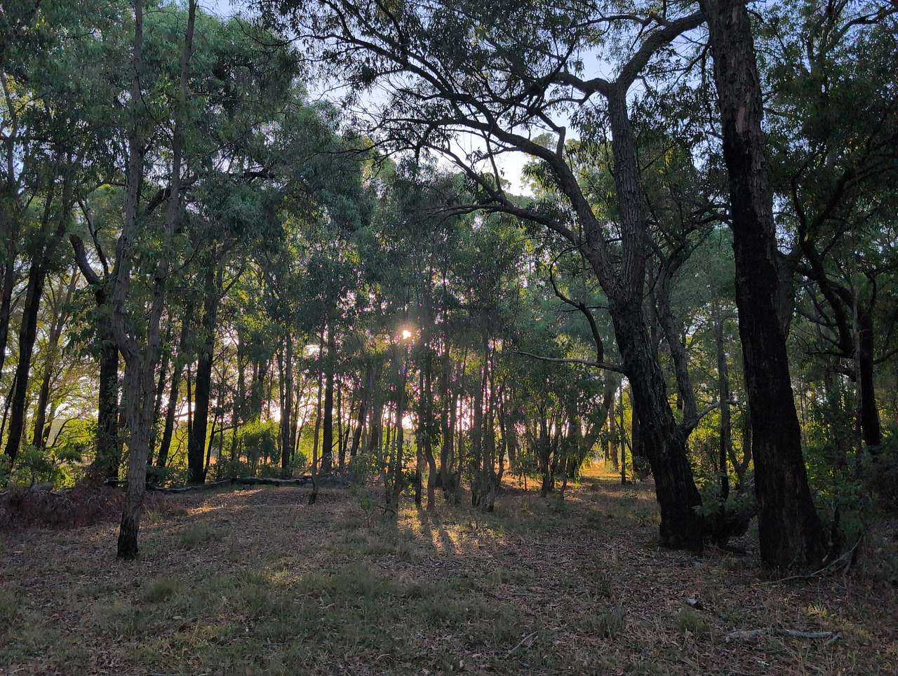 Forest Edge