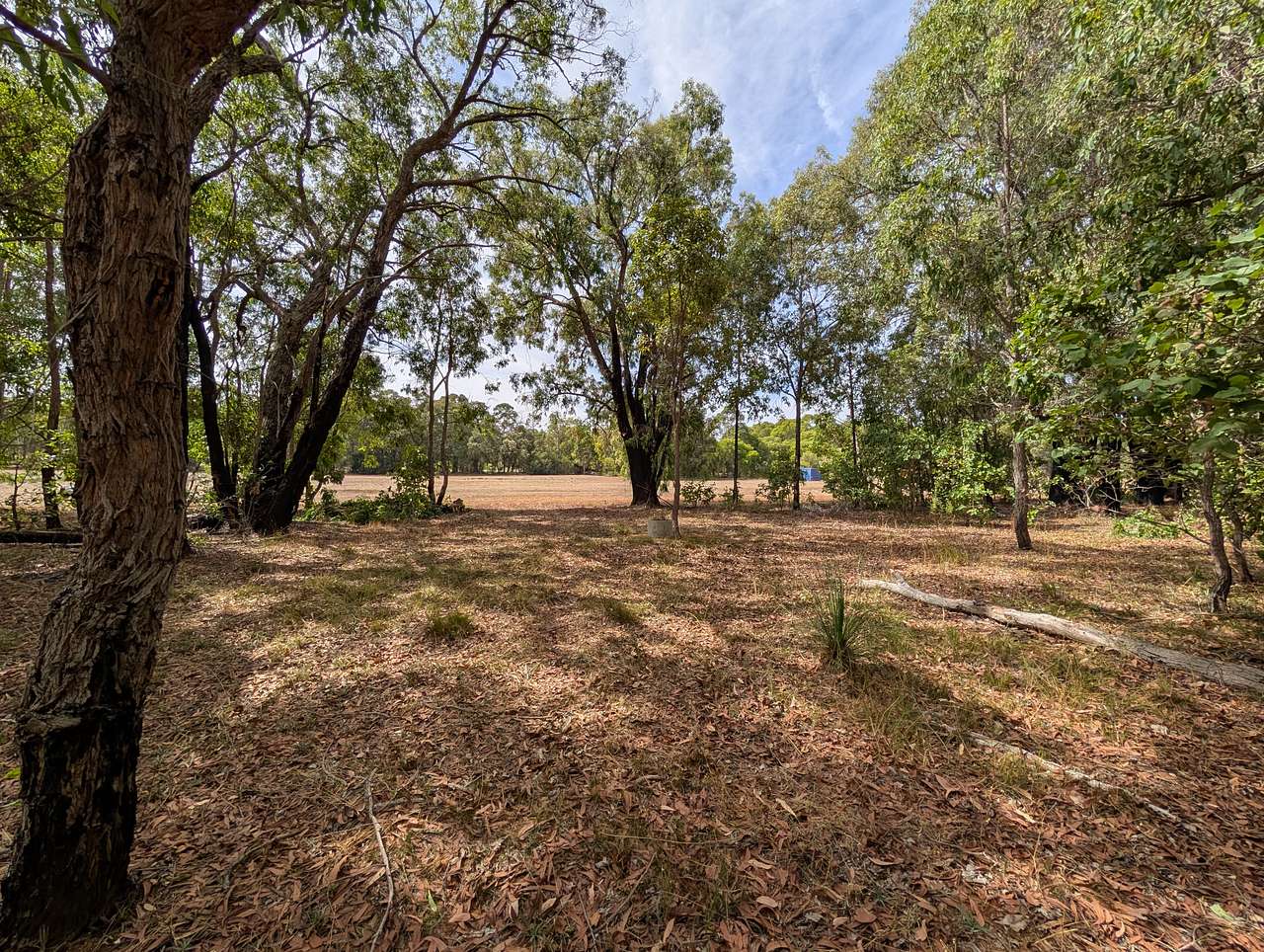Forest Edge
