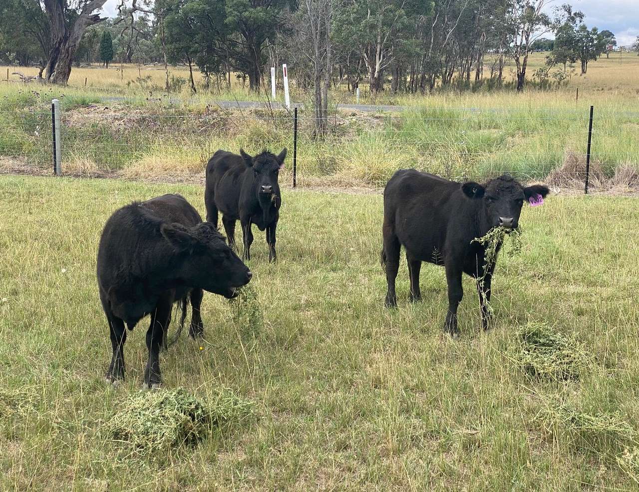 Ermington - Campground Farm Stay