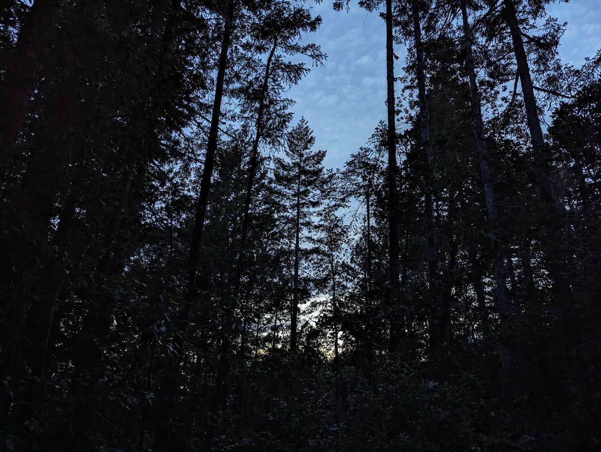 Larkspurs Hollow - Camp & Garden