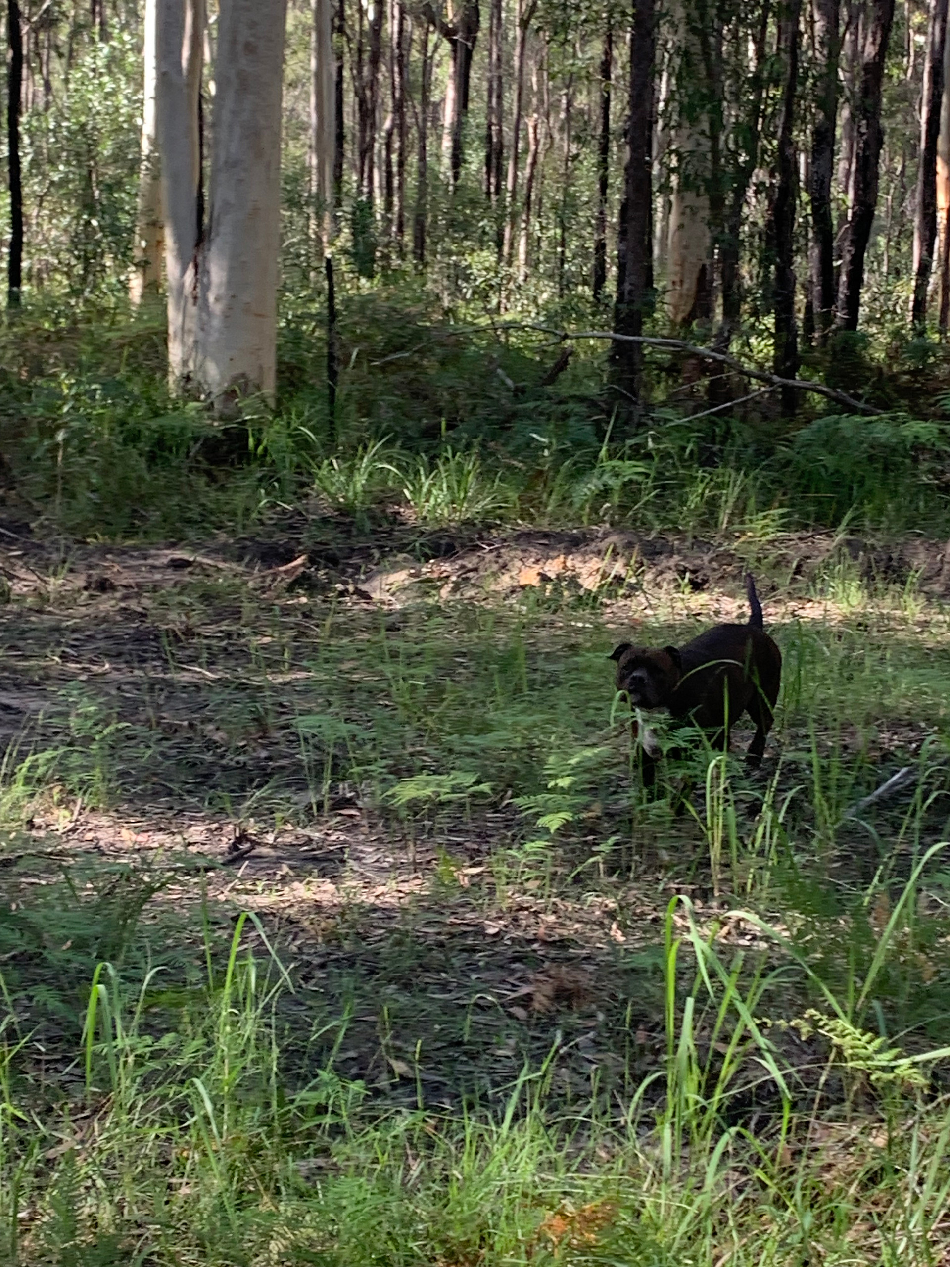 Shark Creek intheBush Camp