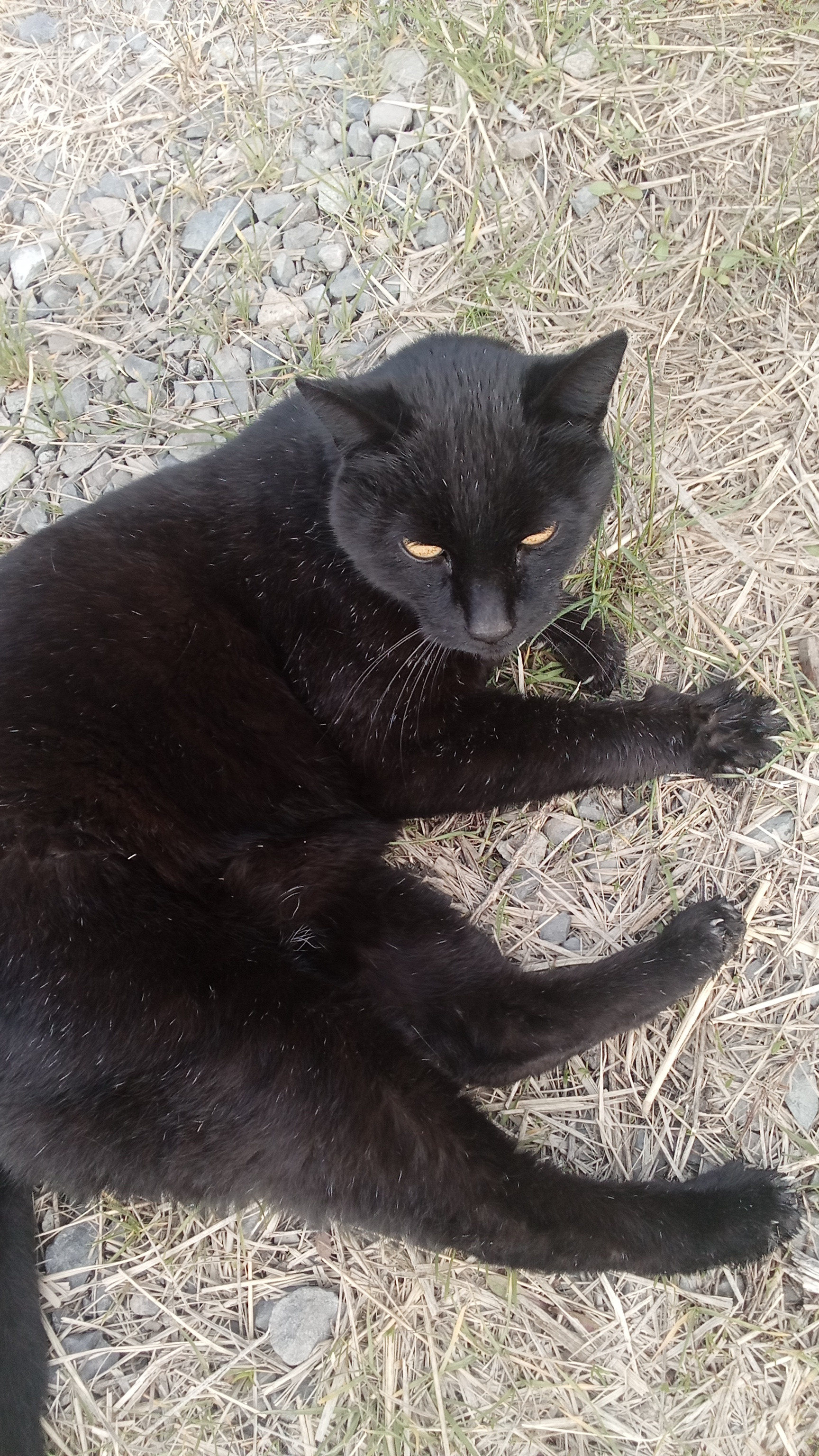 Shellac. One of several farm cats that will most likely greet you during your visit. 