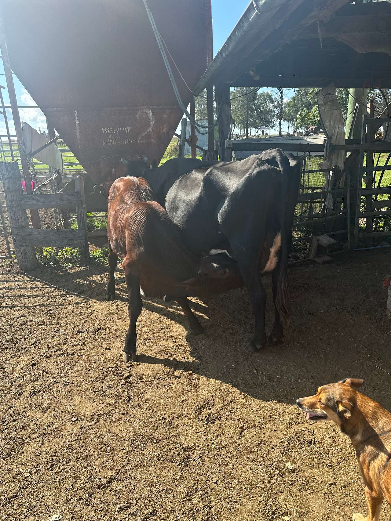 Adavale Farm experience