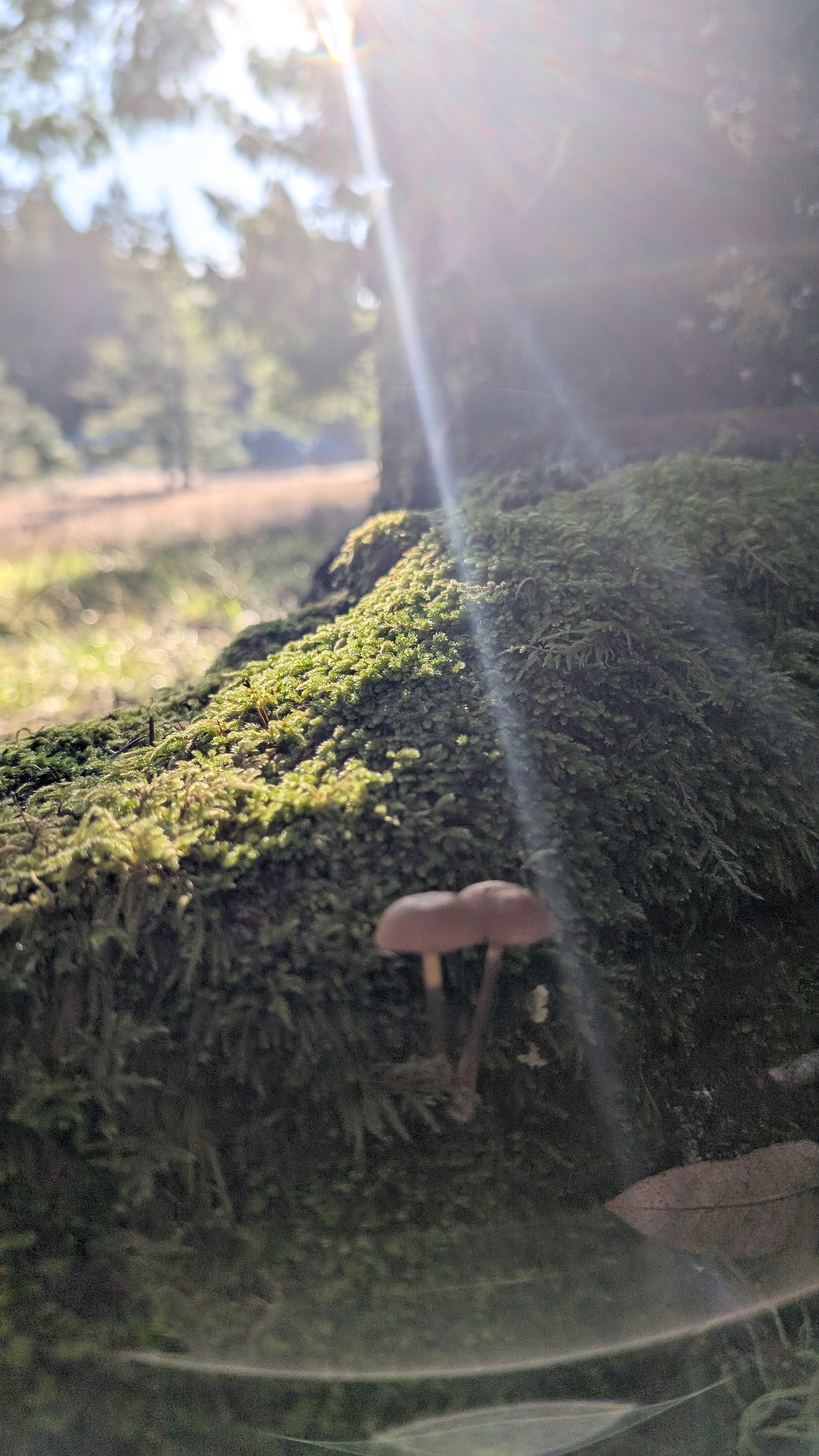 Larkspurs Hollow - Camp & Garden