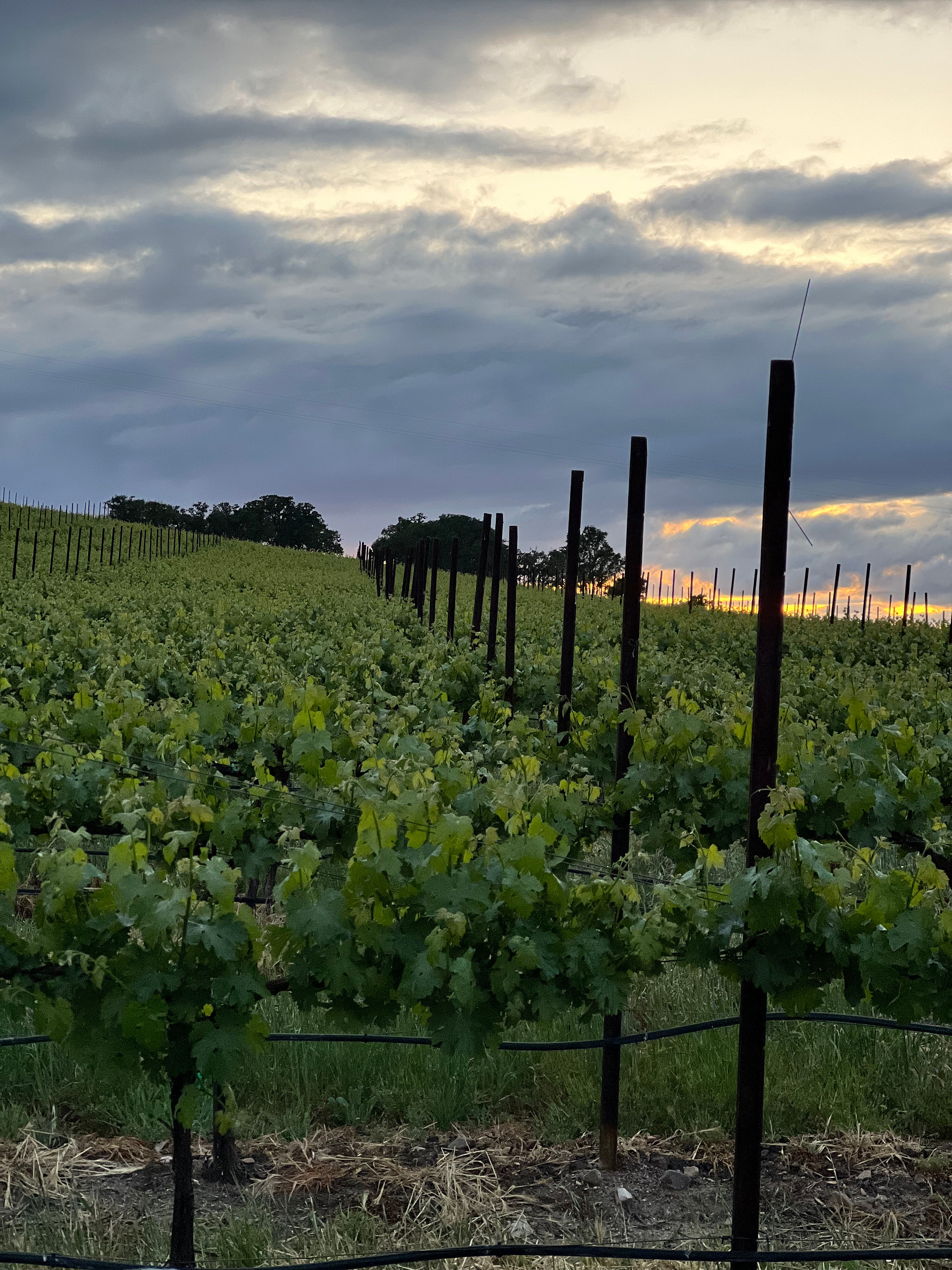 Vineyard View NoFuss