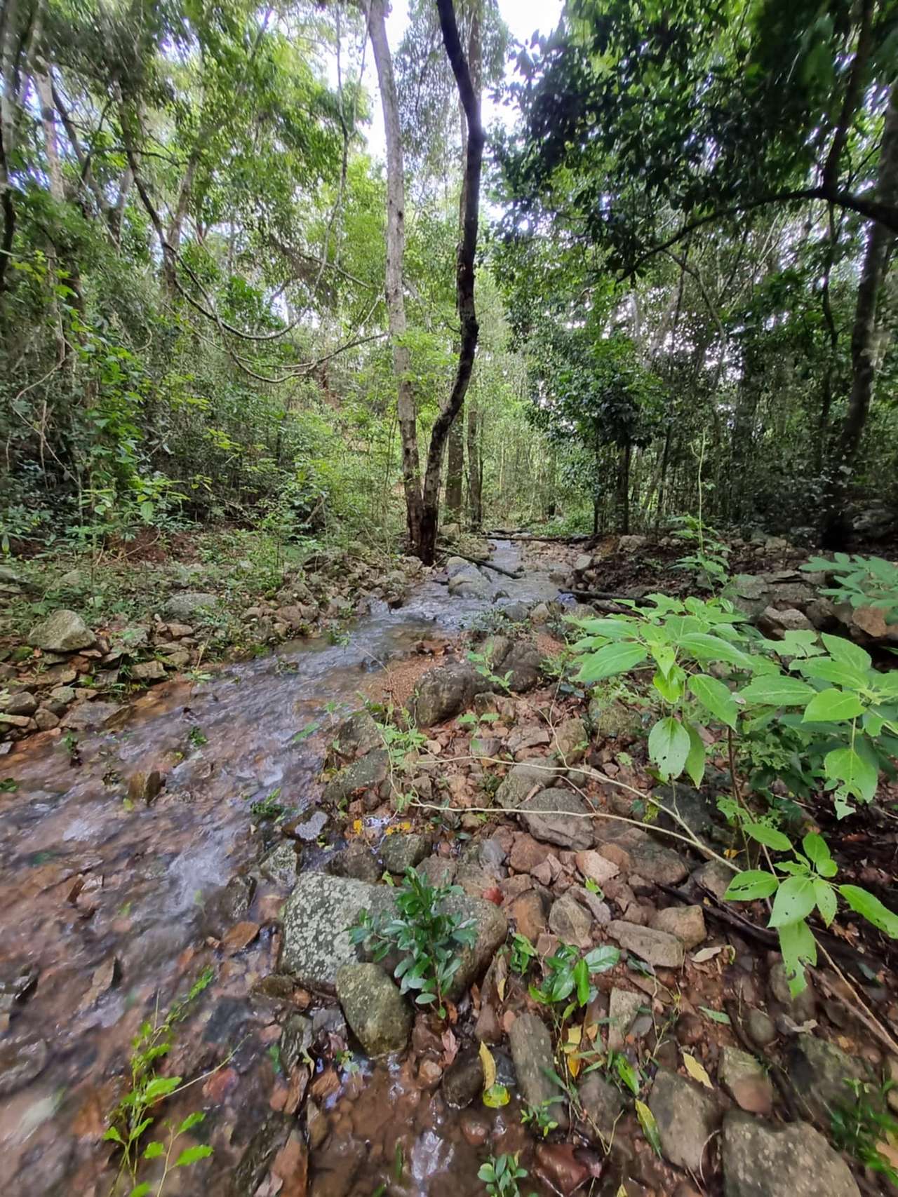 1 of 2 Seasonal Creeks on Wallaby Downs
