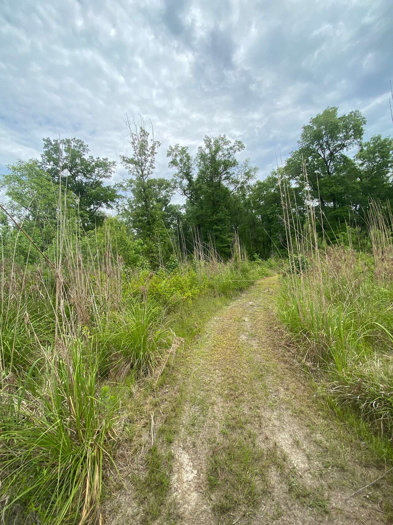 Woodland Escape