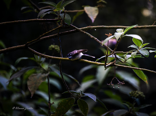 Jessria Shalom Nature Bush Camp