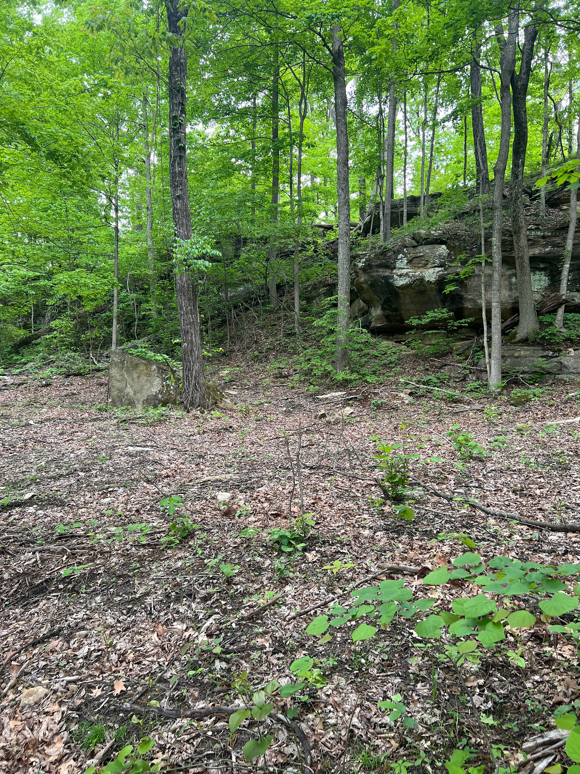 This is the back of the property next to what we call Tilting rock. Flat spots throughout and a pond close by. Since this is in the back of the property, the road to get here can get pretty muddy in rainy weather. Four wheel drive is recommended. Or you may park and hike in if wanted. 