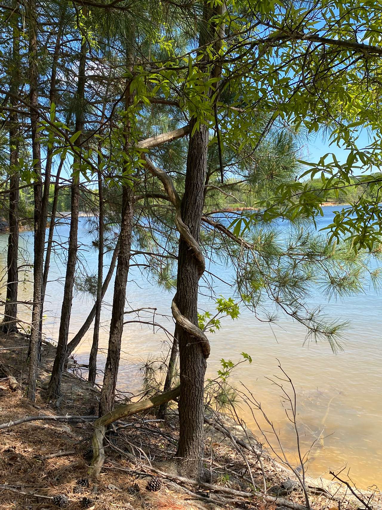 Cedarville State Forest