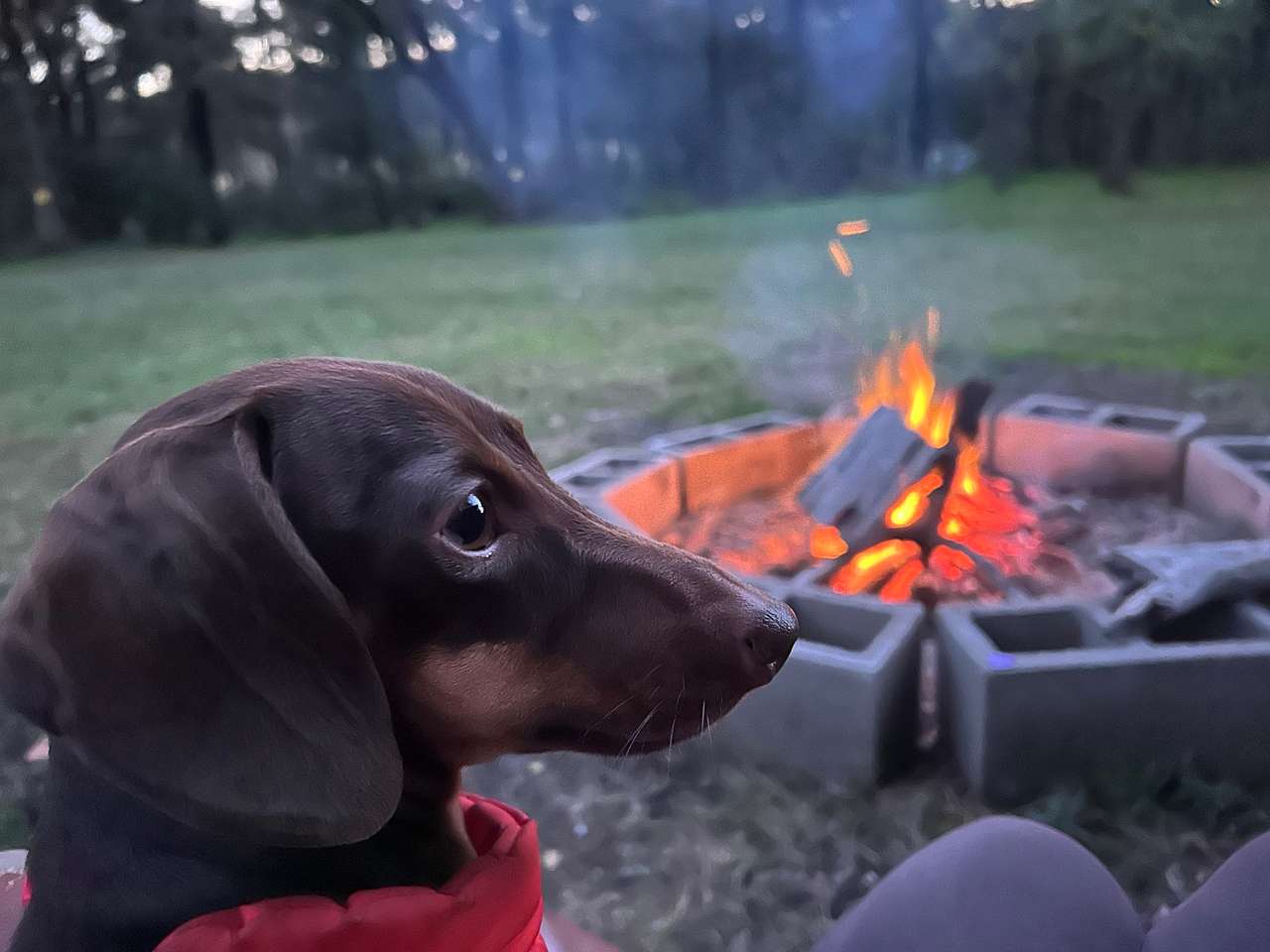 Daisy the little brown dog