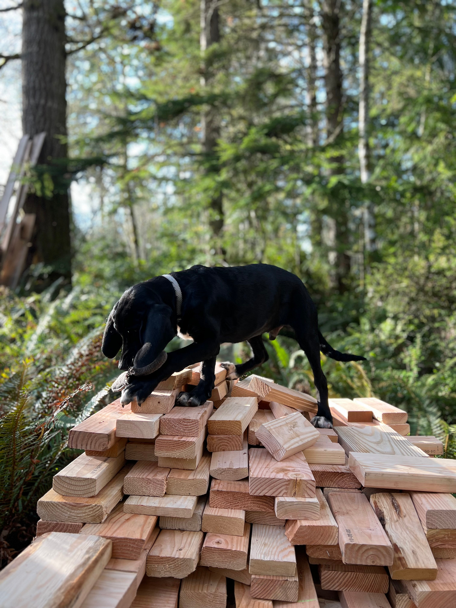 Neighborwood: An Eco Retreat