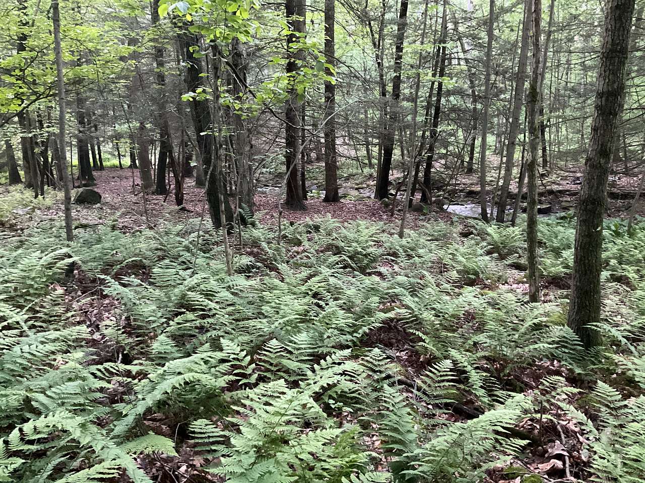 Misty Hollow