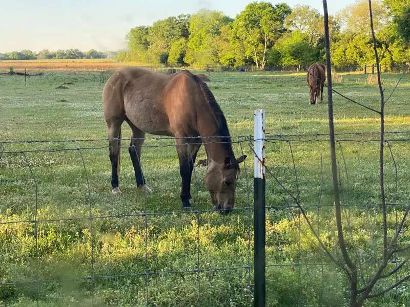 White Oak Pastures