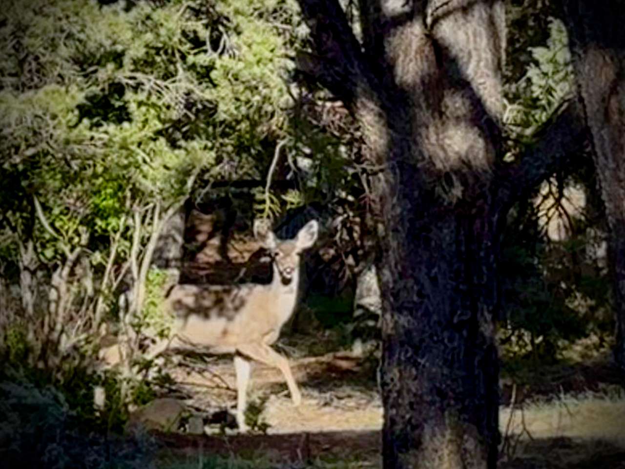 One of the beautiful ladies who comes to enjoy our grassy area.