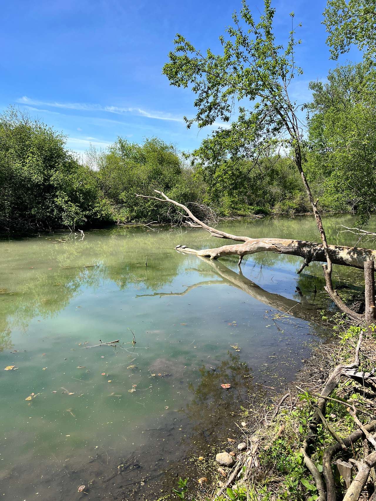 Lots of painted turtles and fish in the channel! 