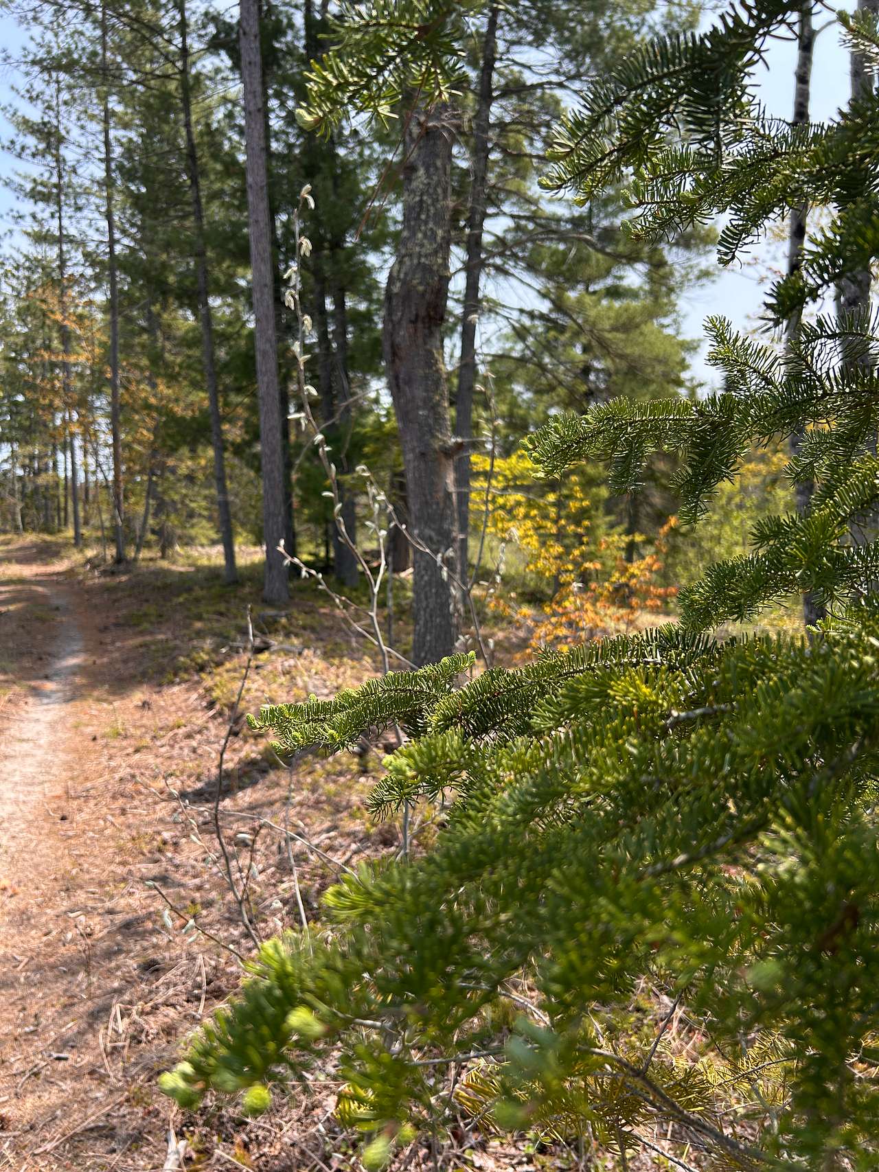 Stutts Creek 40 Acre Camp Site