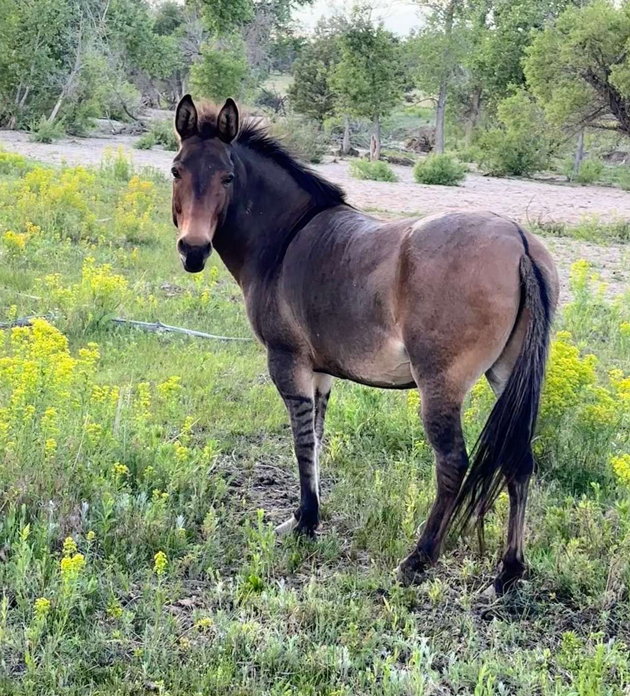 Private 120-Acre Horse Sanctuary