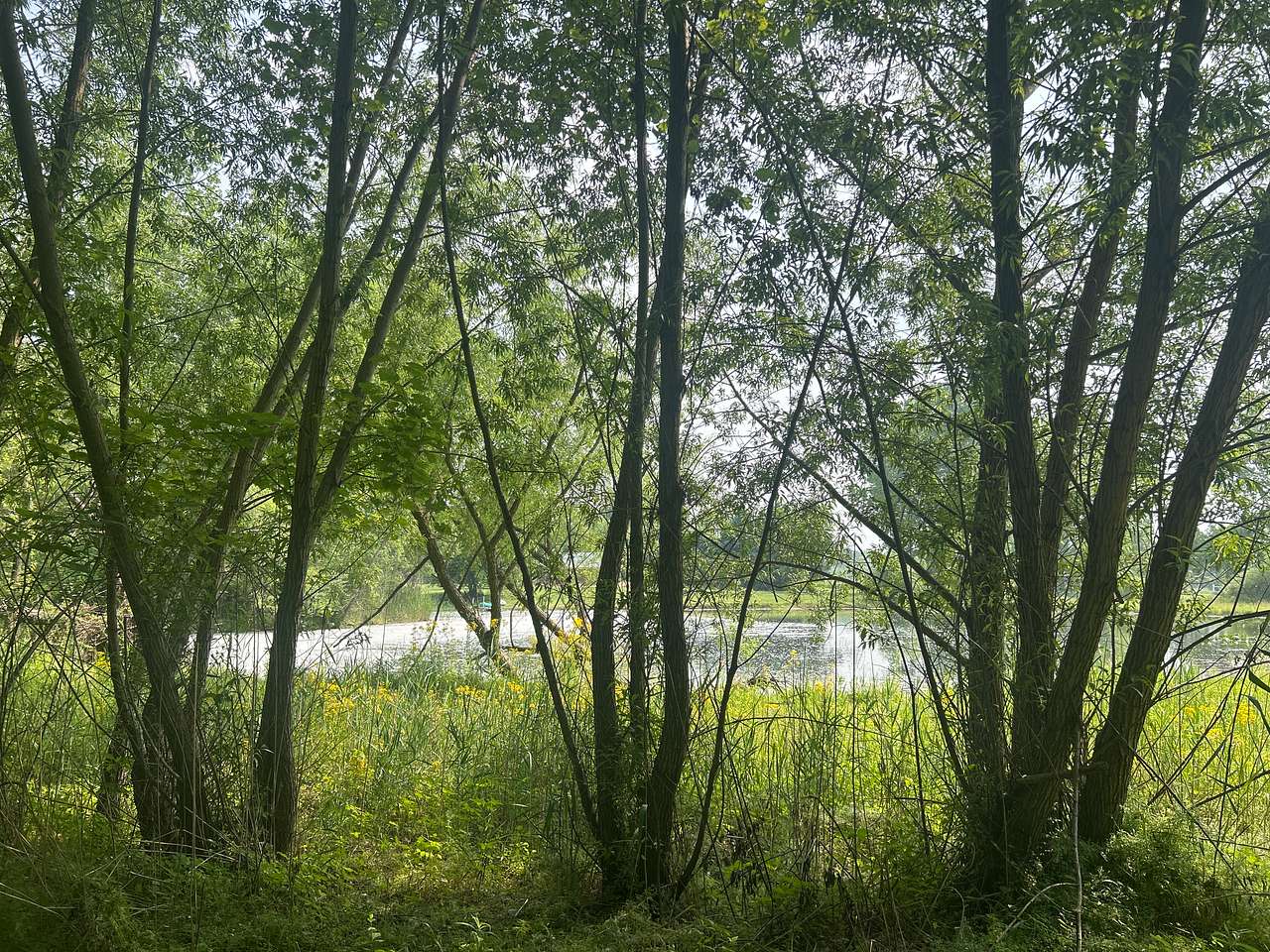 Camp Forest