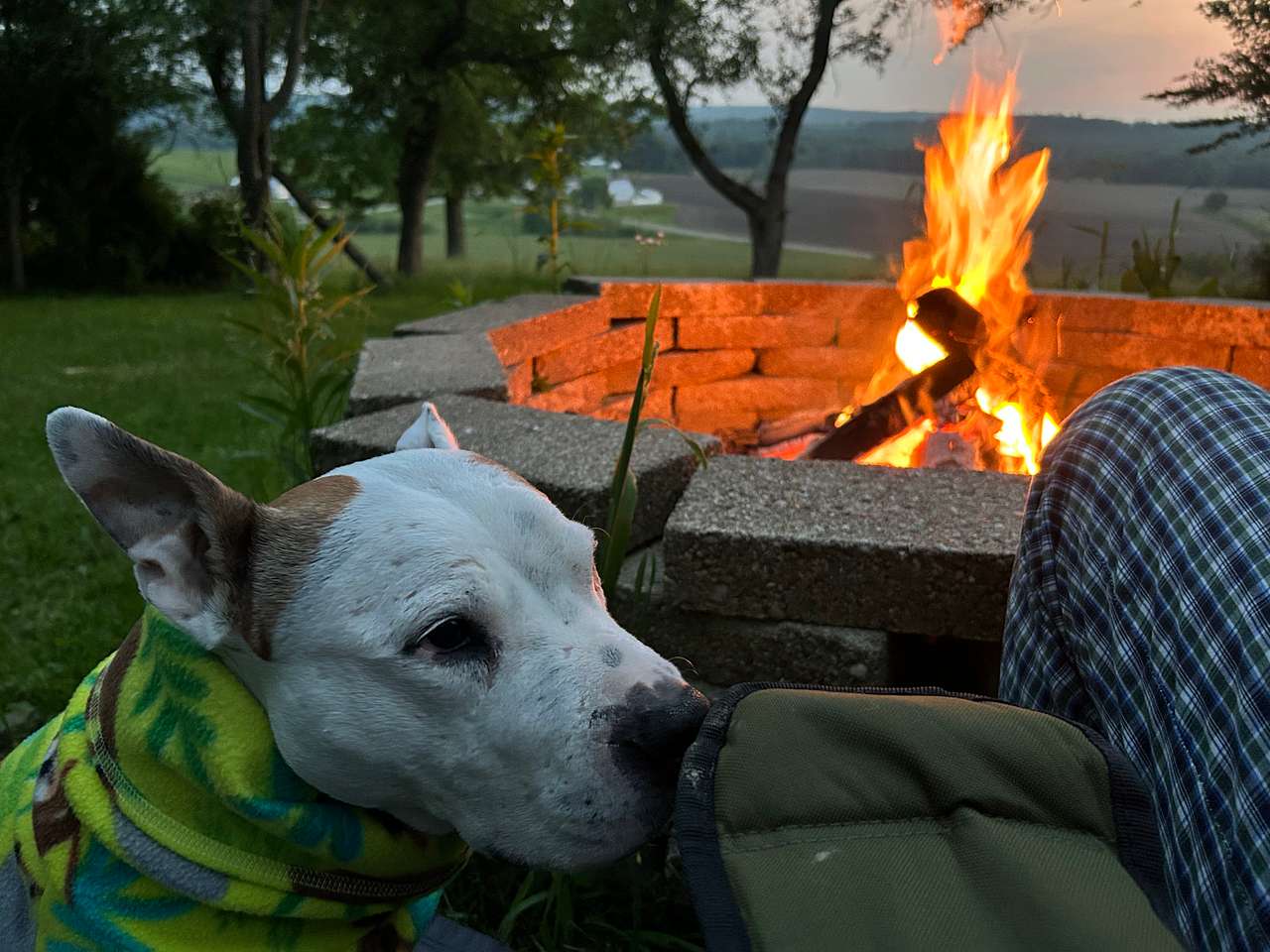 Dog friendly!