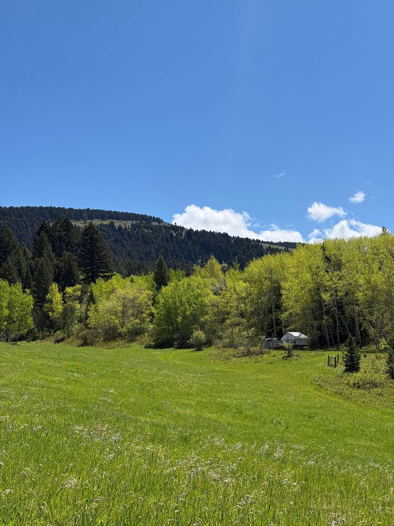 Bear Canyon Meadow