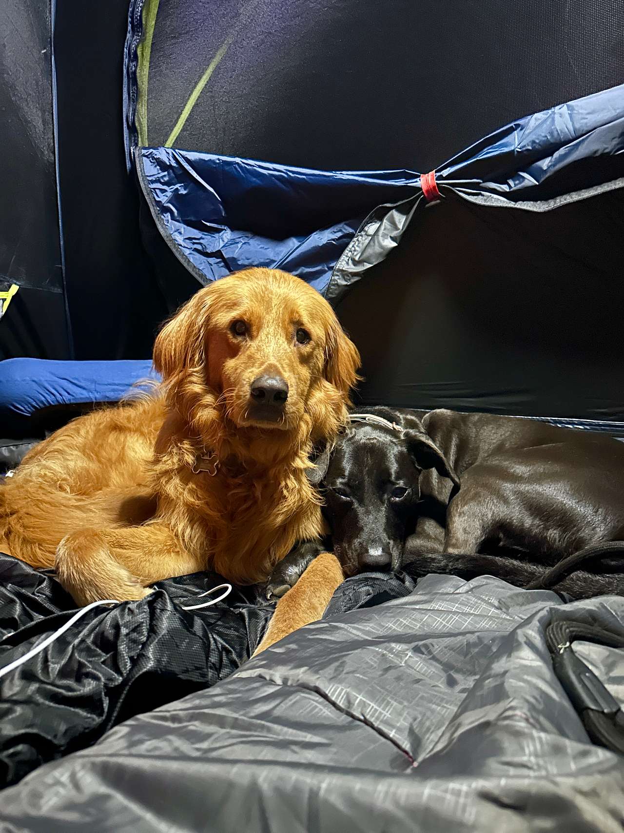 Pups enjoyed their first camping trip!! 