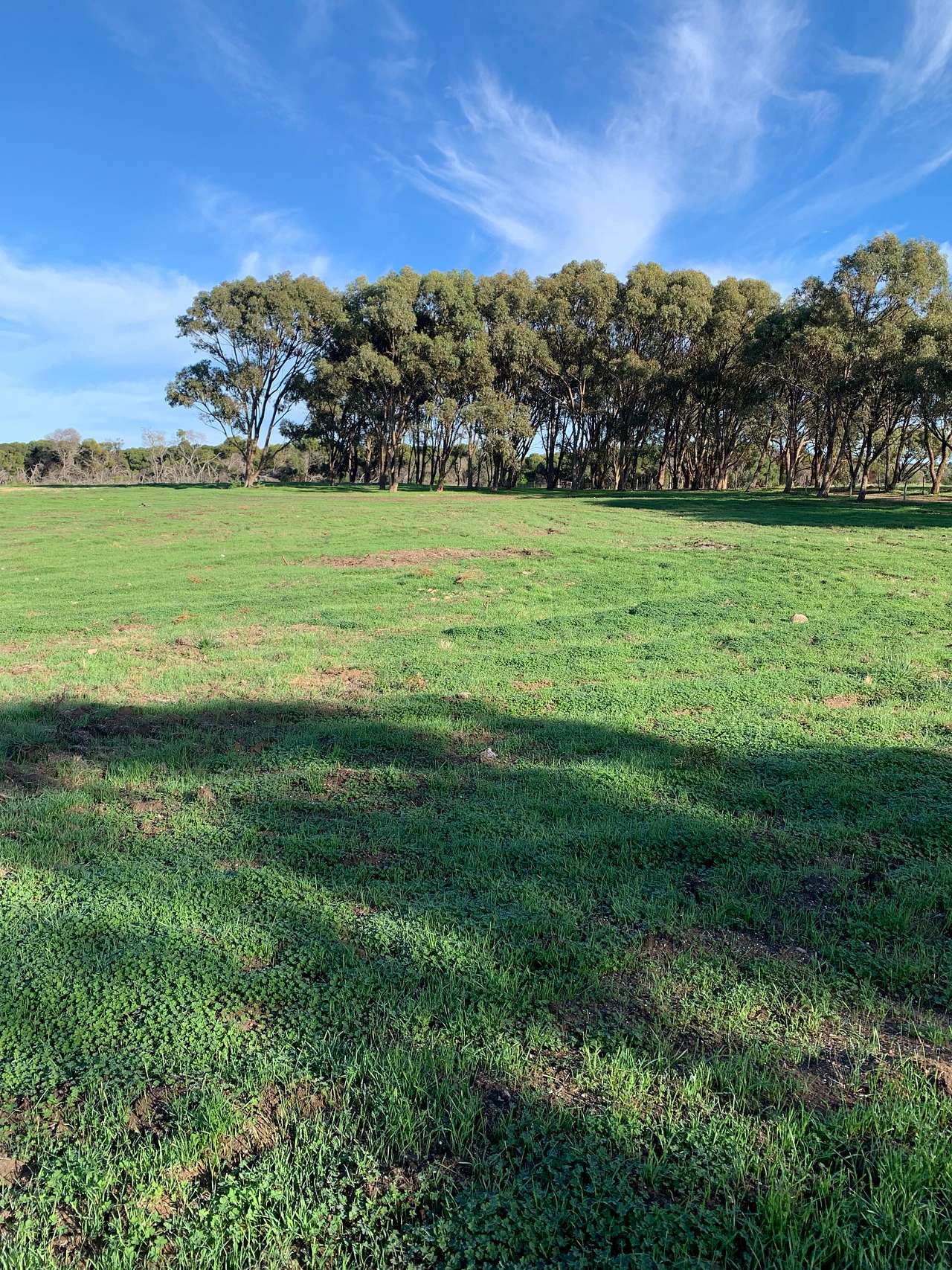 The Mallee Manor Campground Dongara