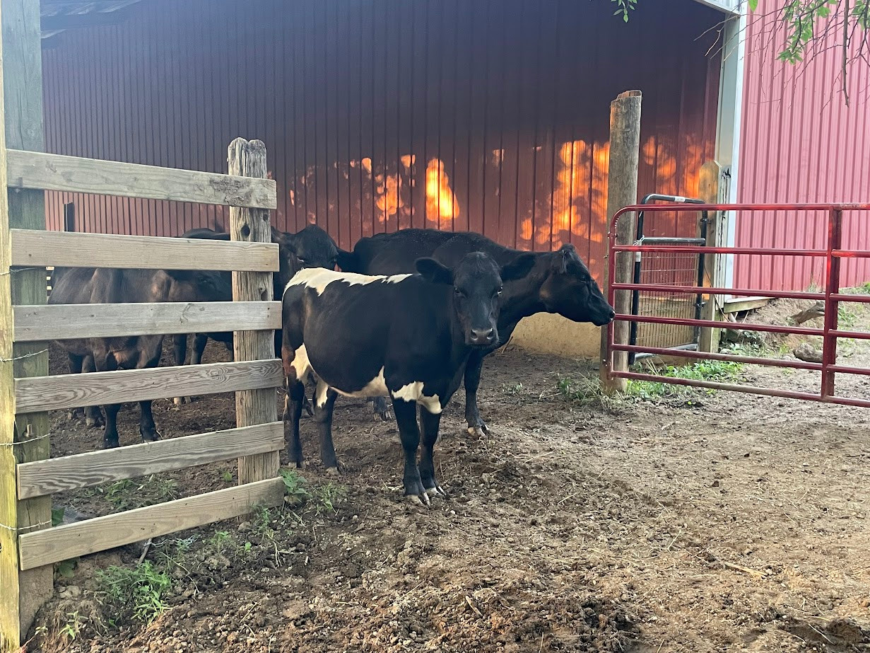 Baker Hollow Farm in Nashville