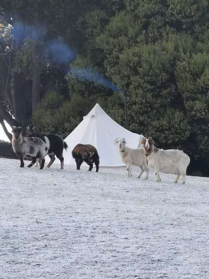 The Top Paddock