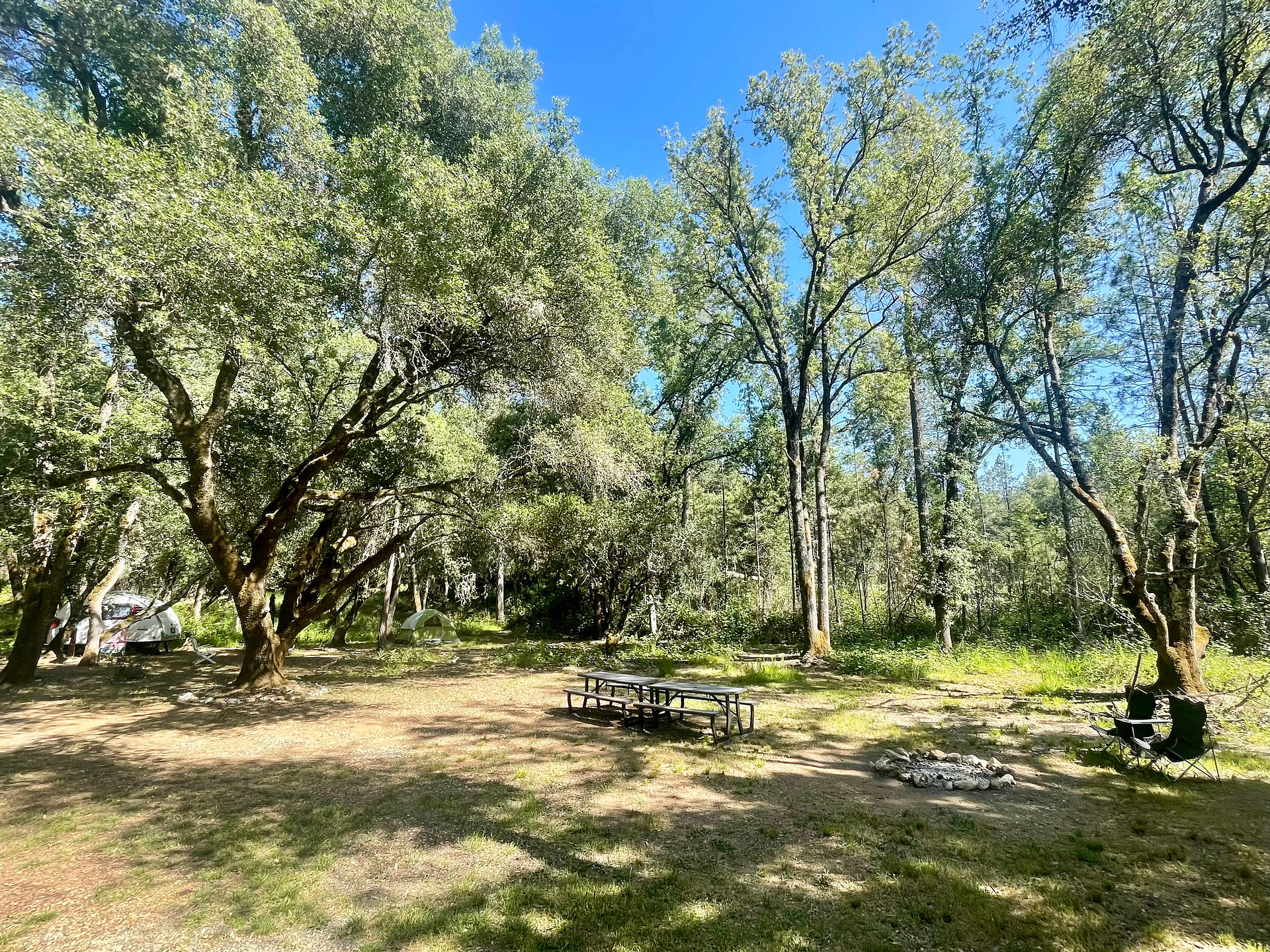 The Black Oak Forest