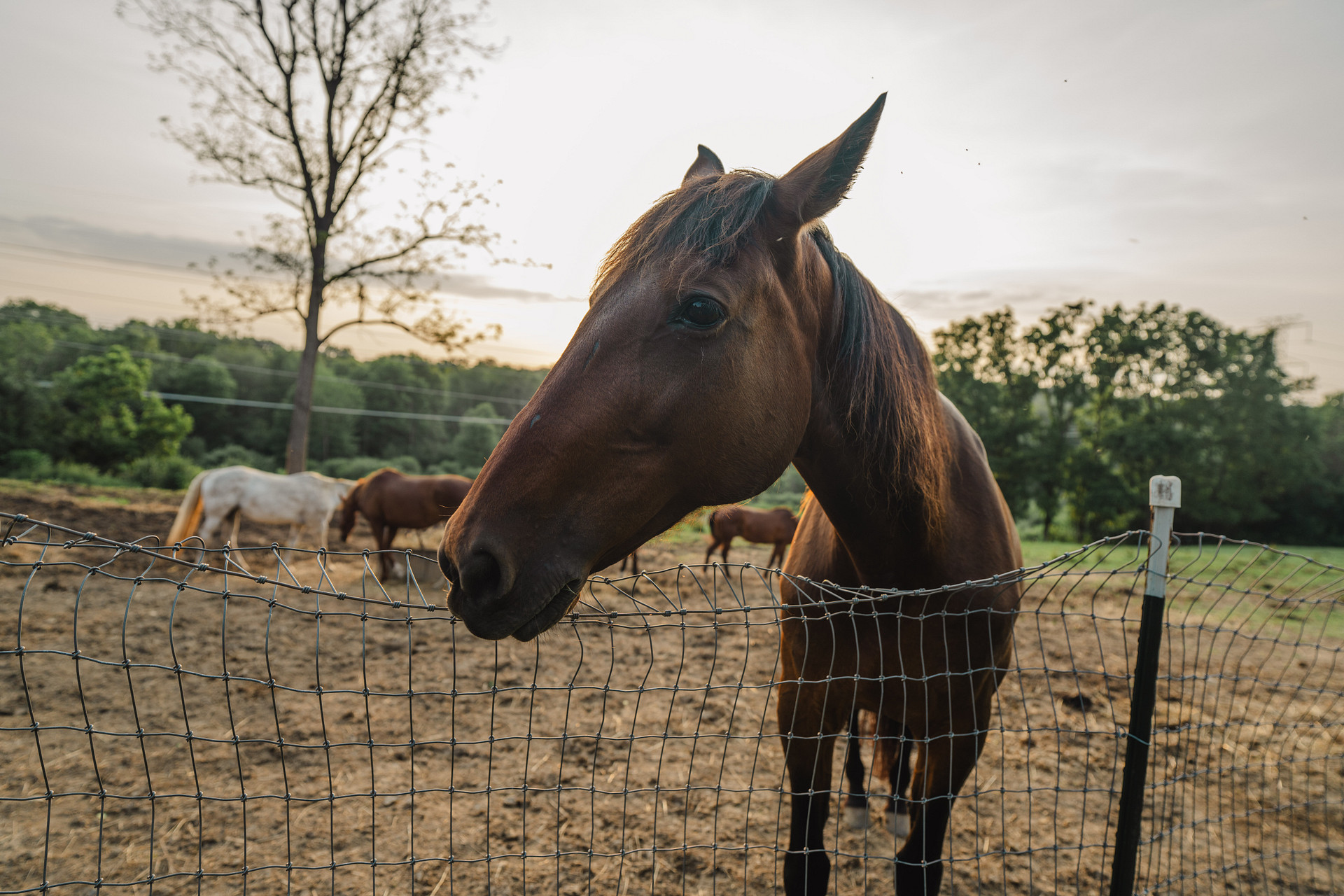 Dominion House Farm and Trails