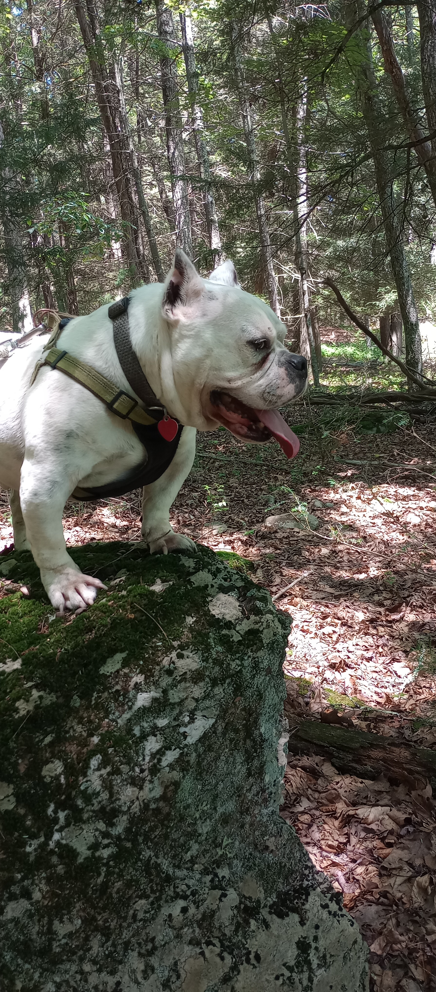 Bulldog on a rock