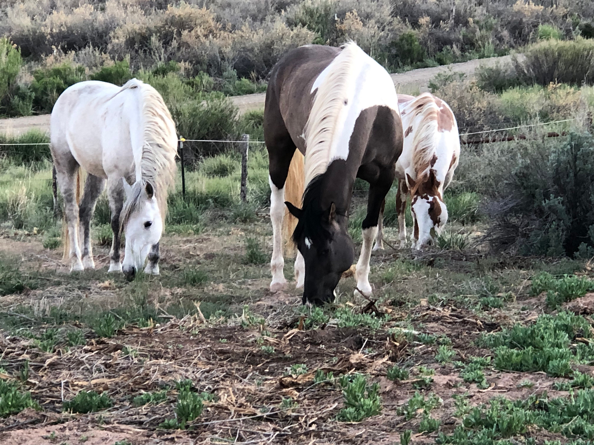Starlight Ranch
