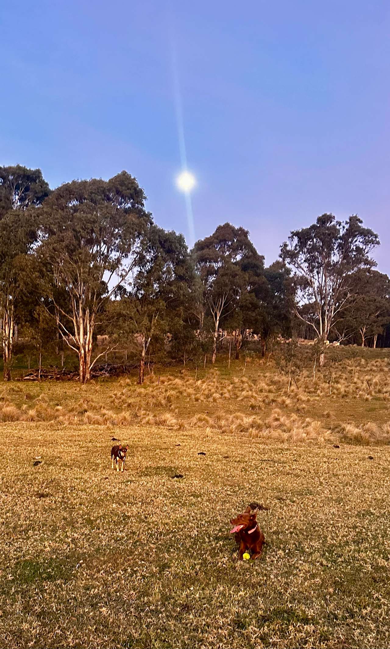 Early morning ball throw-Red and Kenani