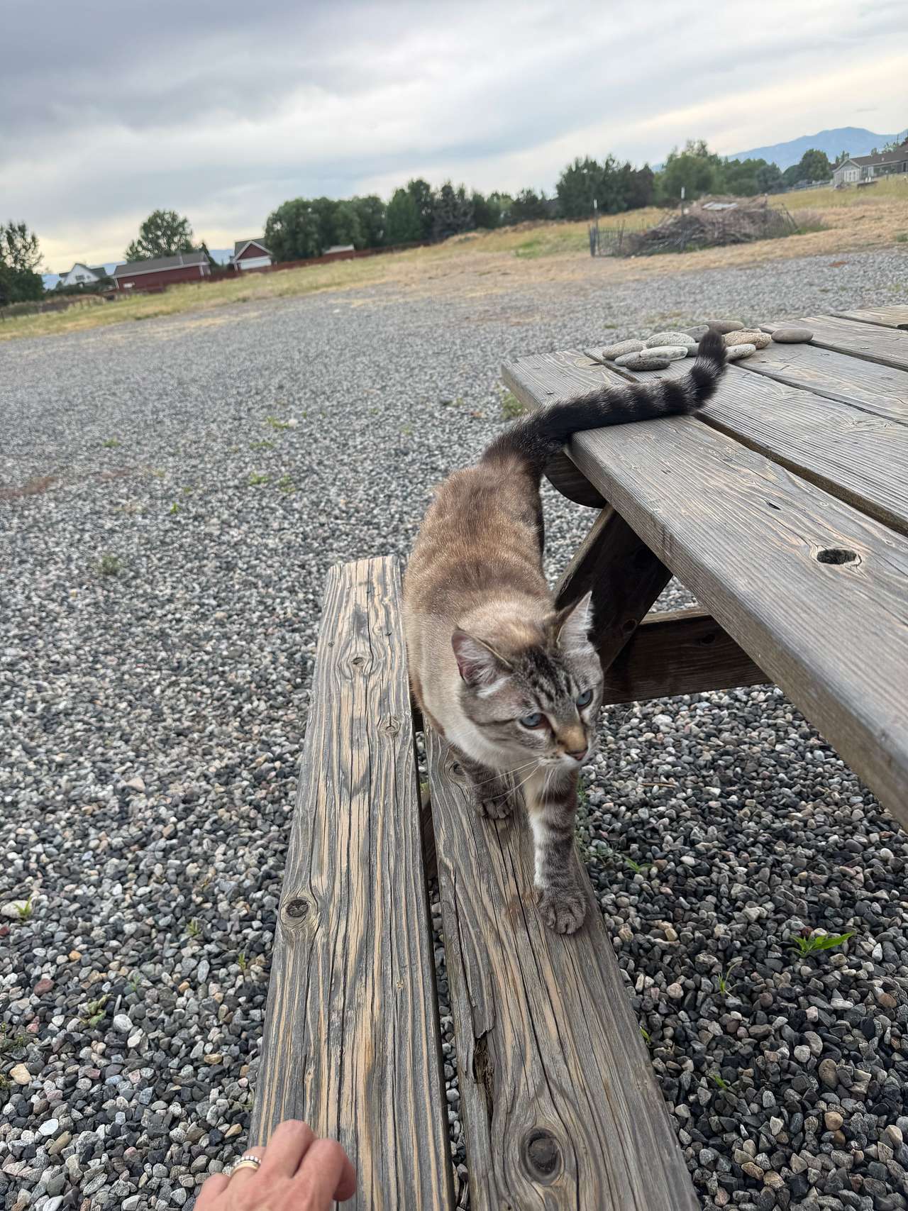 Cat visitor one day