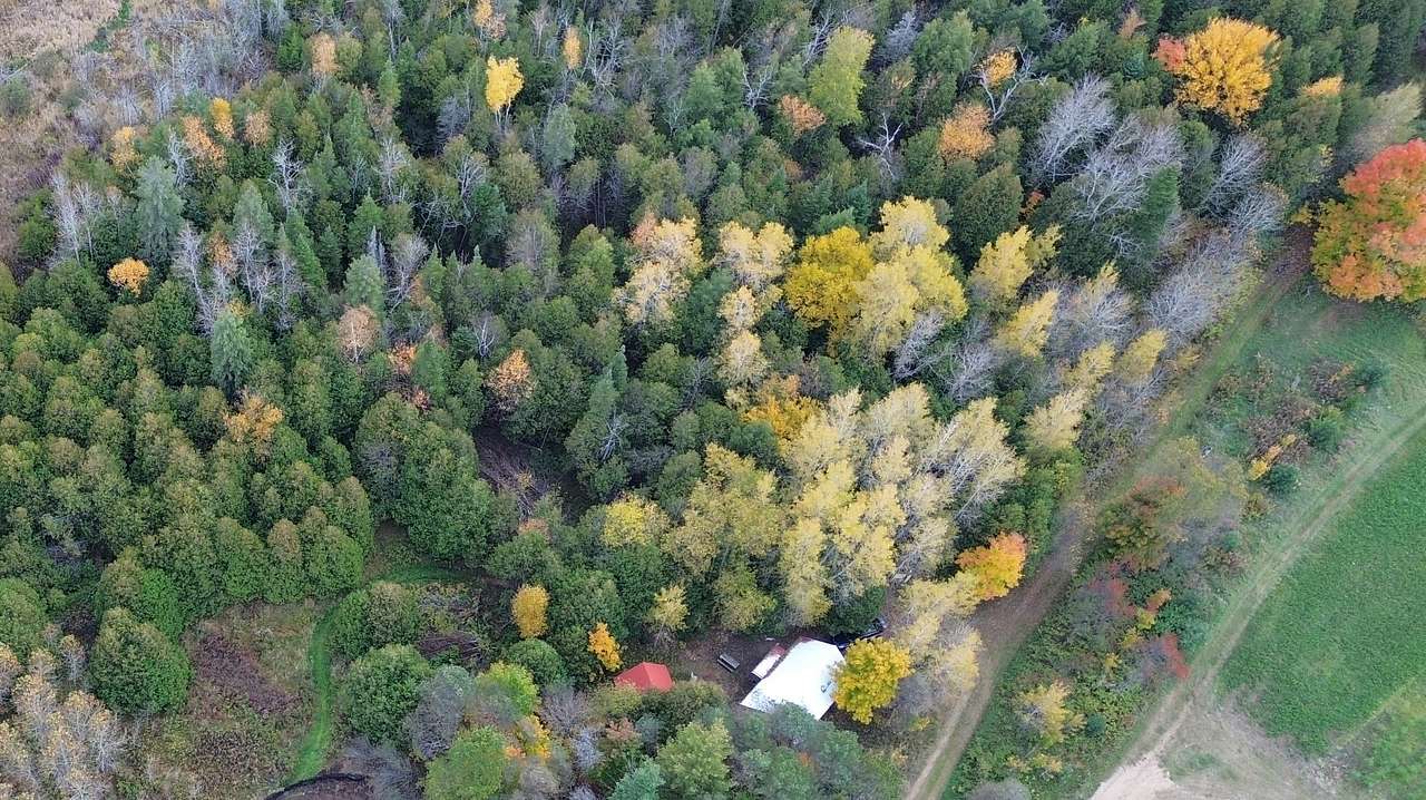 Forest Cabin