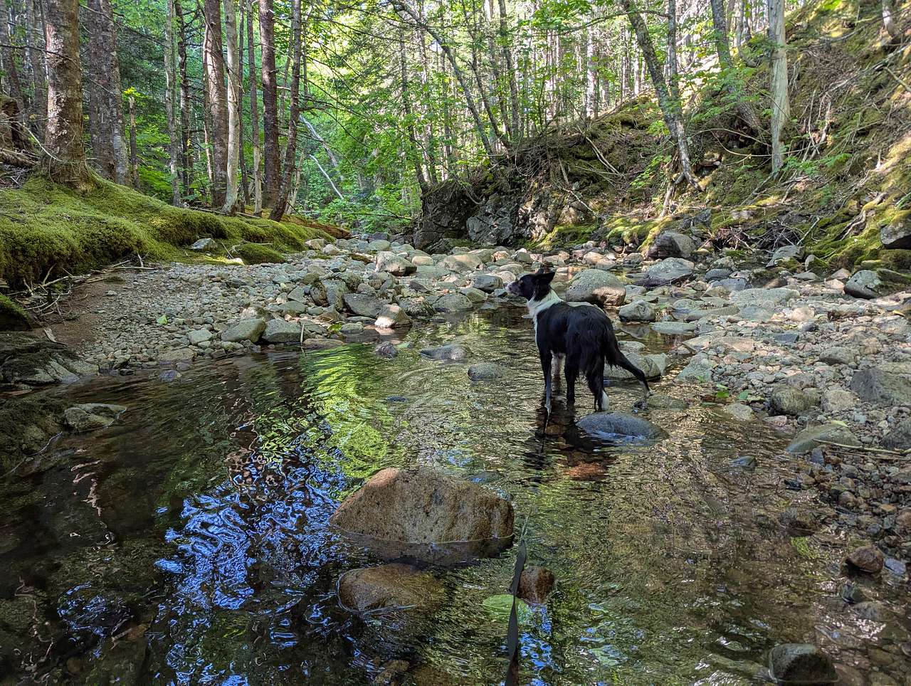 Sally's Brook