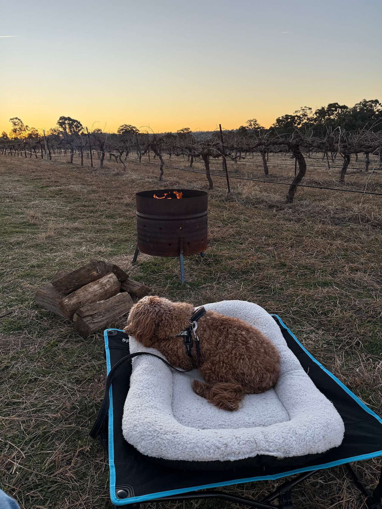 Vans in the Vines @ Lazy Oak Wines