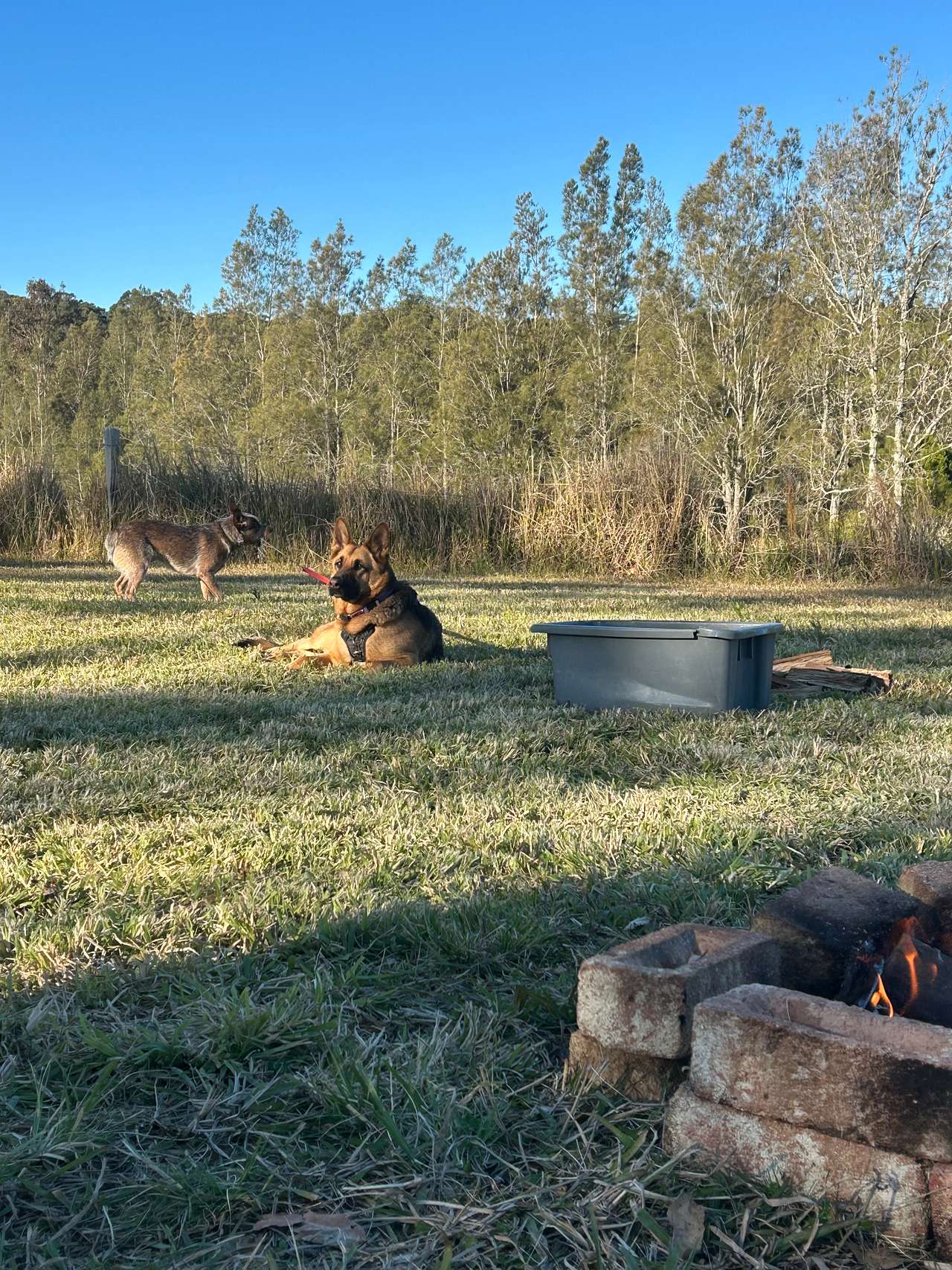 Camp Topi Power 5G Dogs
