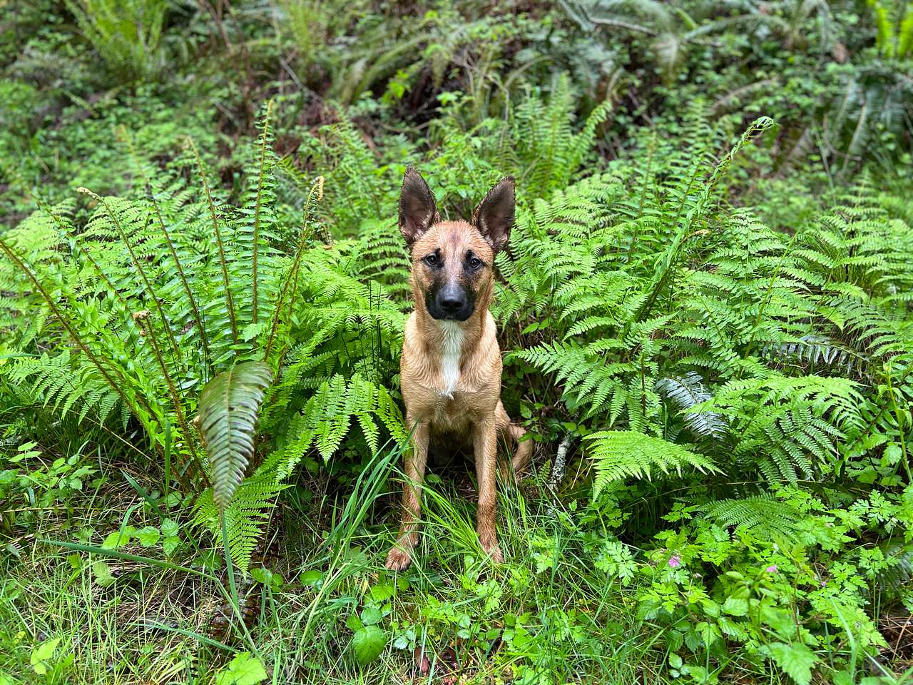 Hood Canal Acres