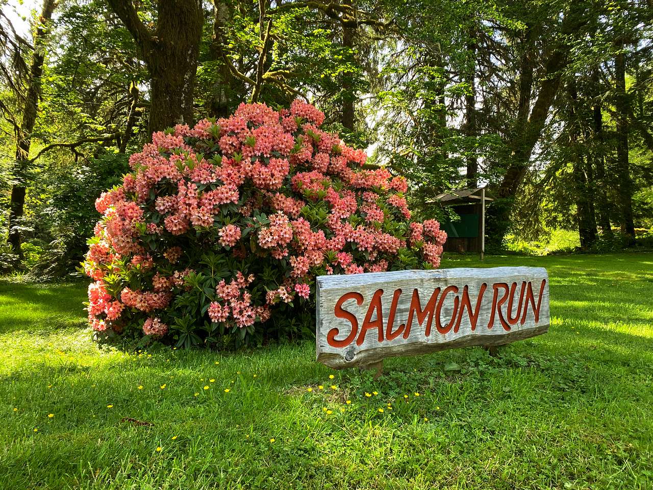 Salmon Run Campground