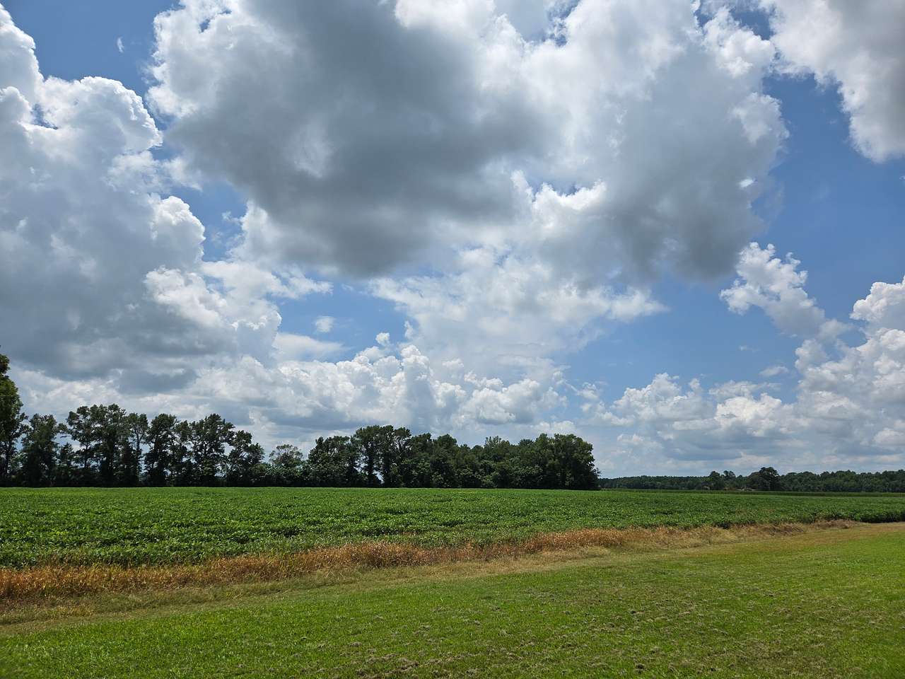 Three Pecans Farm
