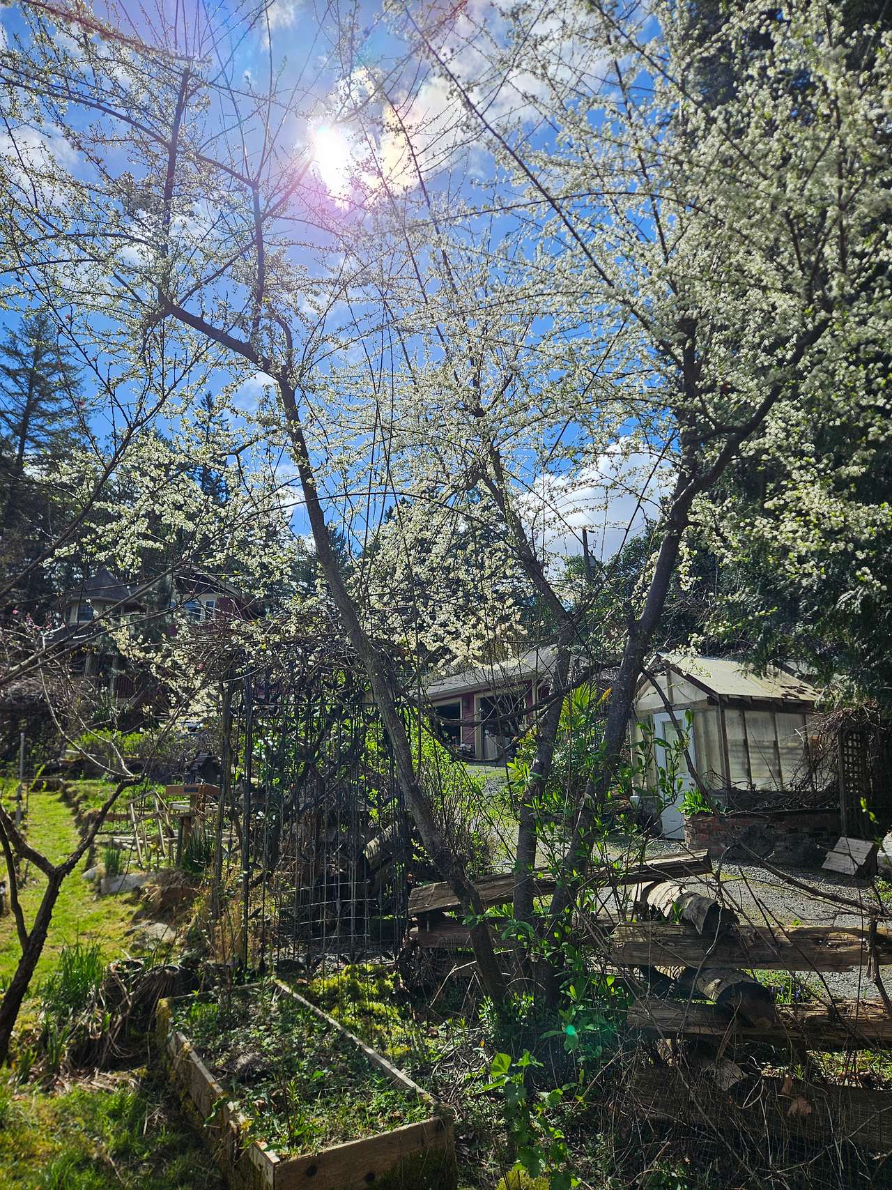 Spring plum blooms