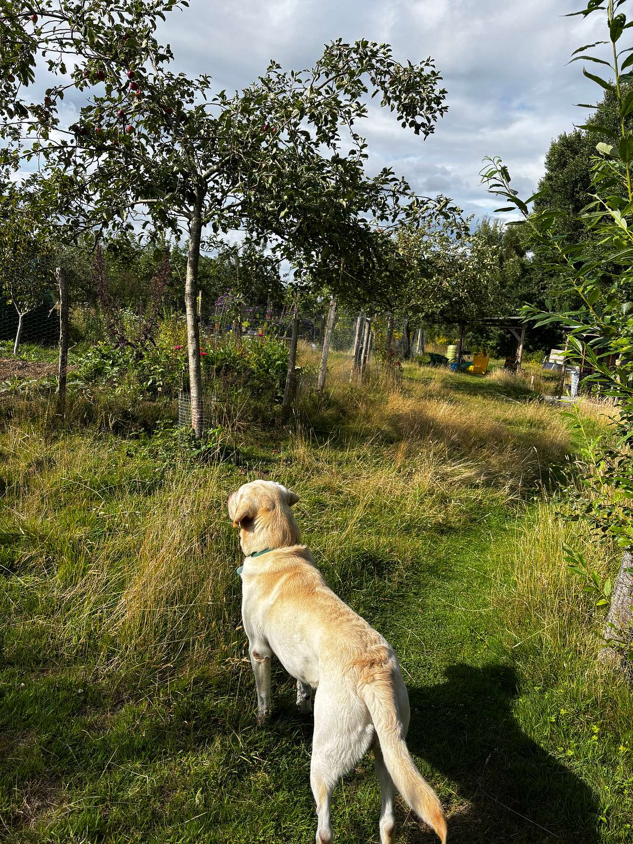 Our dog in the orchard 